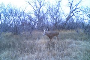 hunting ranch for sale