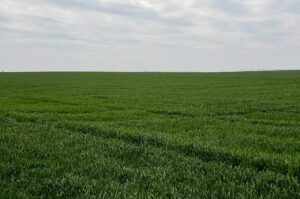 Oklahoma income crop farm