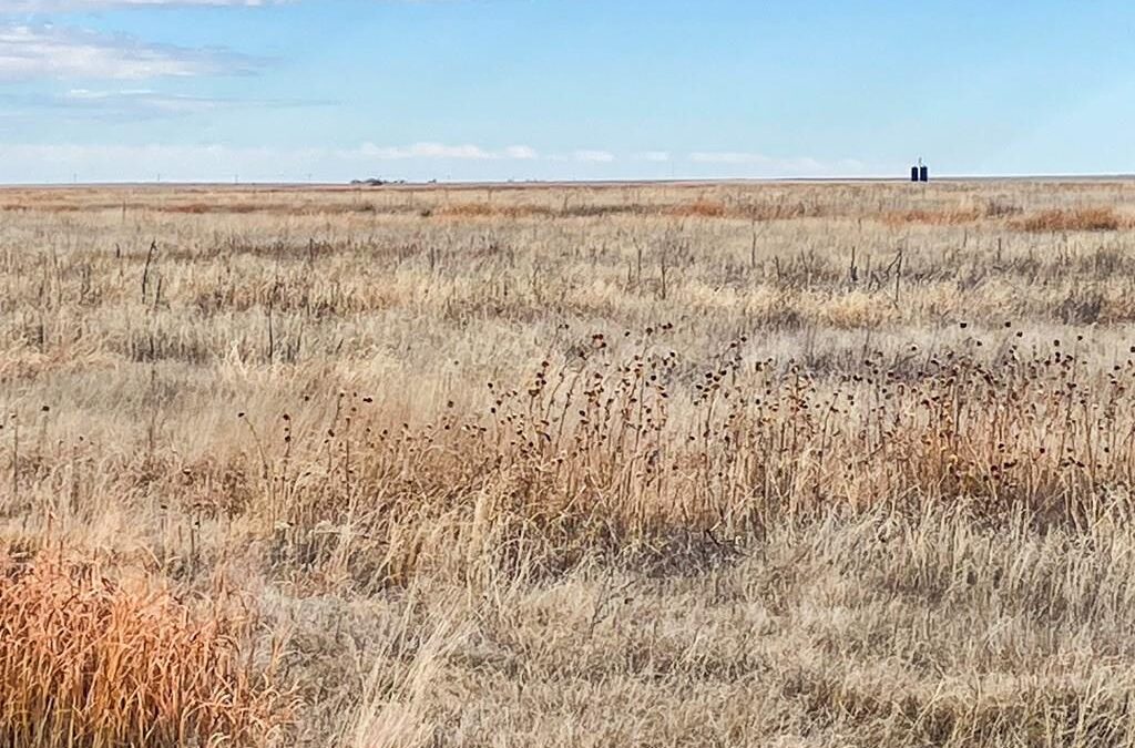 Colorado CRP land